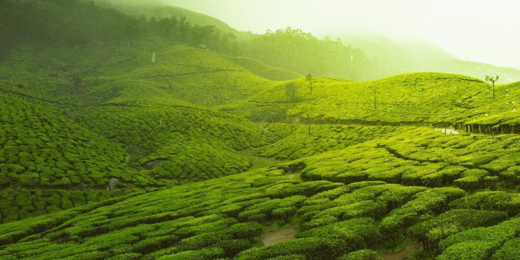 3-night-4-days-munnar-and-thekkady-tour-package